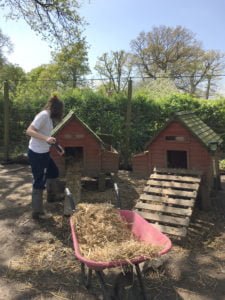Girl filling chicken huts with hay